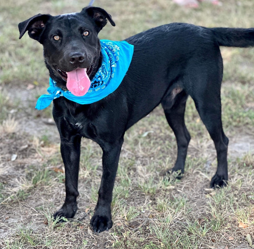 Dog for adoption - Benny, a Labrador Retriever Mix in Lufkin, TX ...