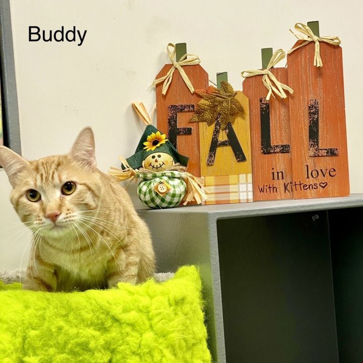 Cat for adoption Buddy a Domestic Short Hair in Calimesa CA