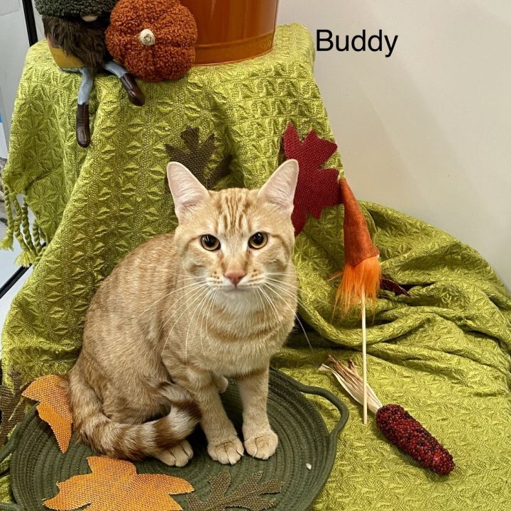 Cat for adoption Buddy a Domestic Short Hair in Calimesa CA