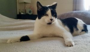 Oreo Domestic Short Hair Cat