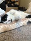 Oreo photo 3