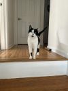Oreo photo 6