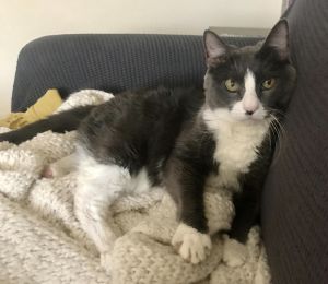 My name is Mya and I am 15 years old I was found in a burning building when I w