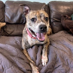 Meet Pippa the brindle beauty ready to be your new best friend Weighing just 3