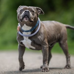 Mugsy American Staffordshire Terrier Dog