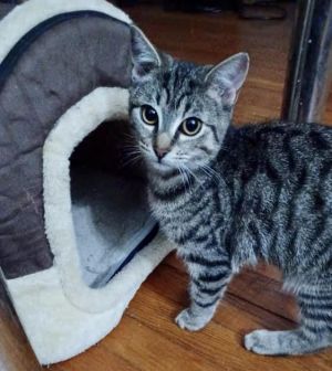 Merlin is a sweetie-pie This 8-month-old girl was rescued with her littermates and has proven herse