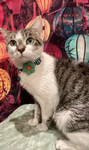 Phoebe is a very friendly female who was roaming the streets in North Queens mo