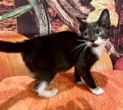 Peppermint is a typical 4-month-old kitten--hes super playful loves to explore and gets along with