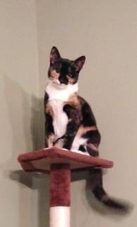 Misty is a gorgeous 6-year-old calico who needs to be adopted as a single fur-ch
