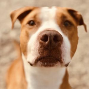 Lola American Staffordshire Terrier Dog