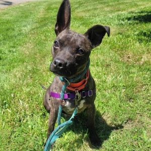 Meet Pope a sweet shy boy with big dreams of finding his forever family Pope is a petite 30 pound