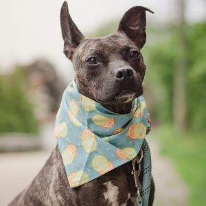 Pope, Adult Male Terrier