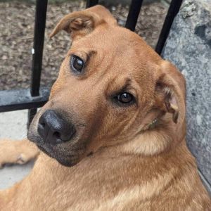 Randel Labrador Retriever Dog