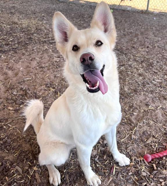 FLUFFY, an adoptable Husky, Mixed Breed in Albuquerque, NM, 87121 | Photo Image 1