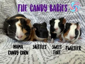 Guinea pig 2024 baby corn