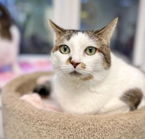 Cat for adoption Evelyn a Domestic Medium Hair in St. Johnsbury