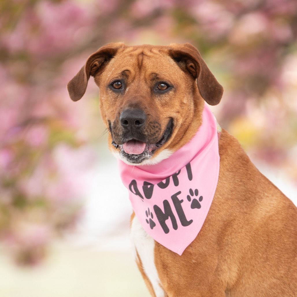 Ginger Spice, an adoptable Mixed Breed in Hampton Bays, NY, 11946 | Photo Image 1