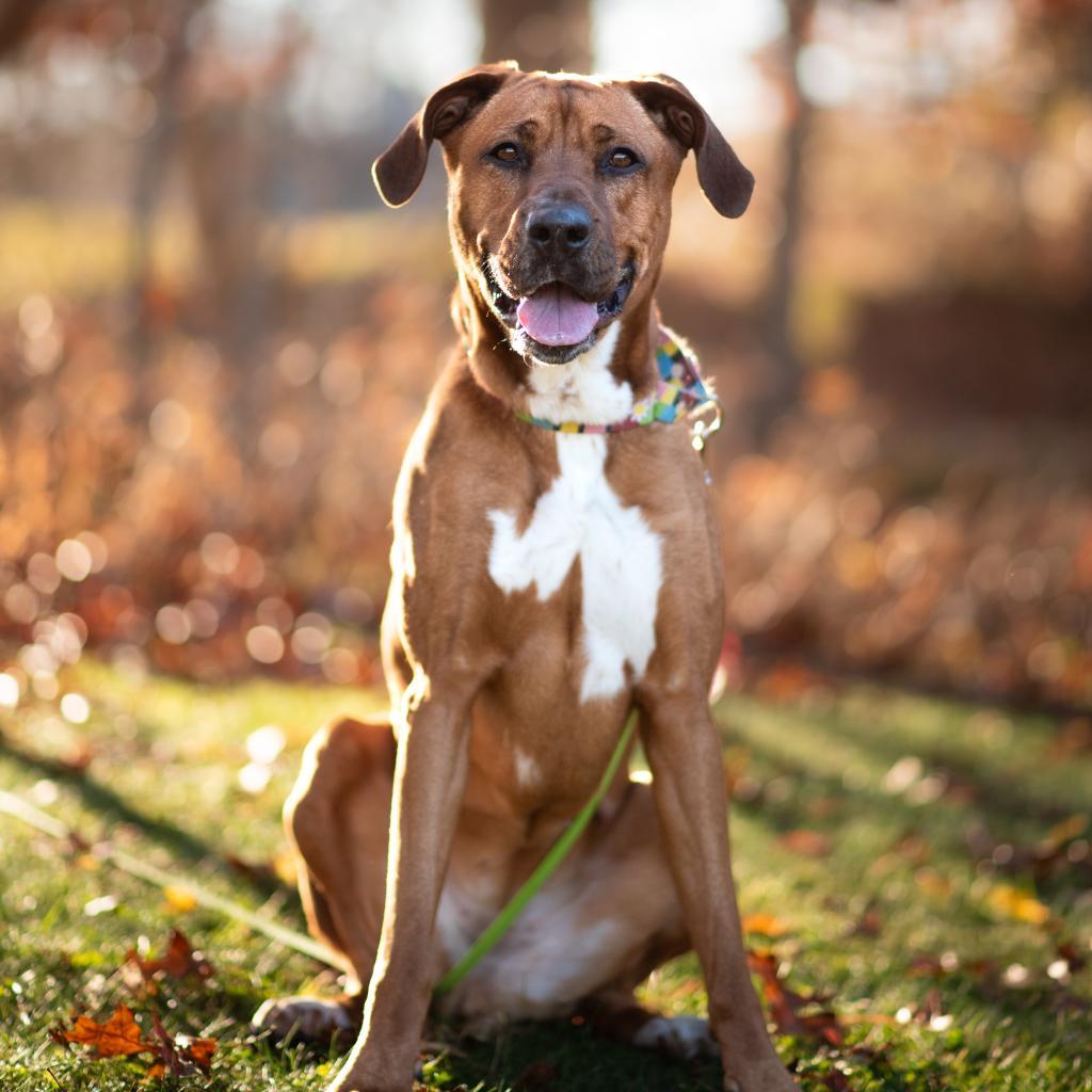 Ginger Spice, an adoptable Mixed Breed in Hampton Bays, NY, 11946 | Photo Image 1