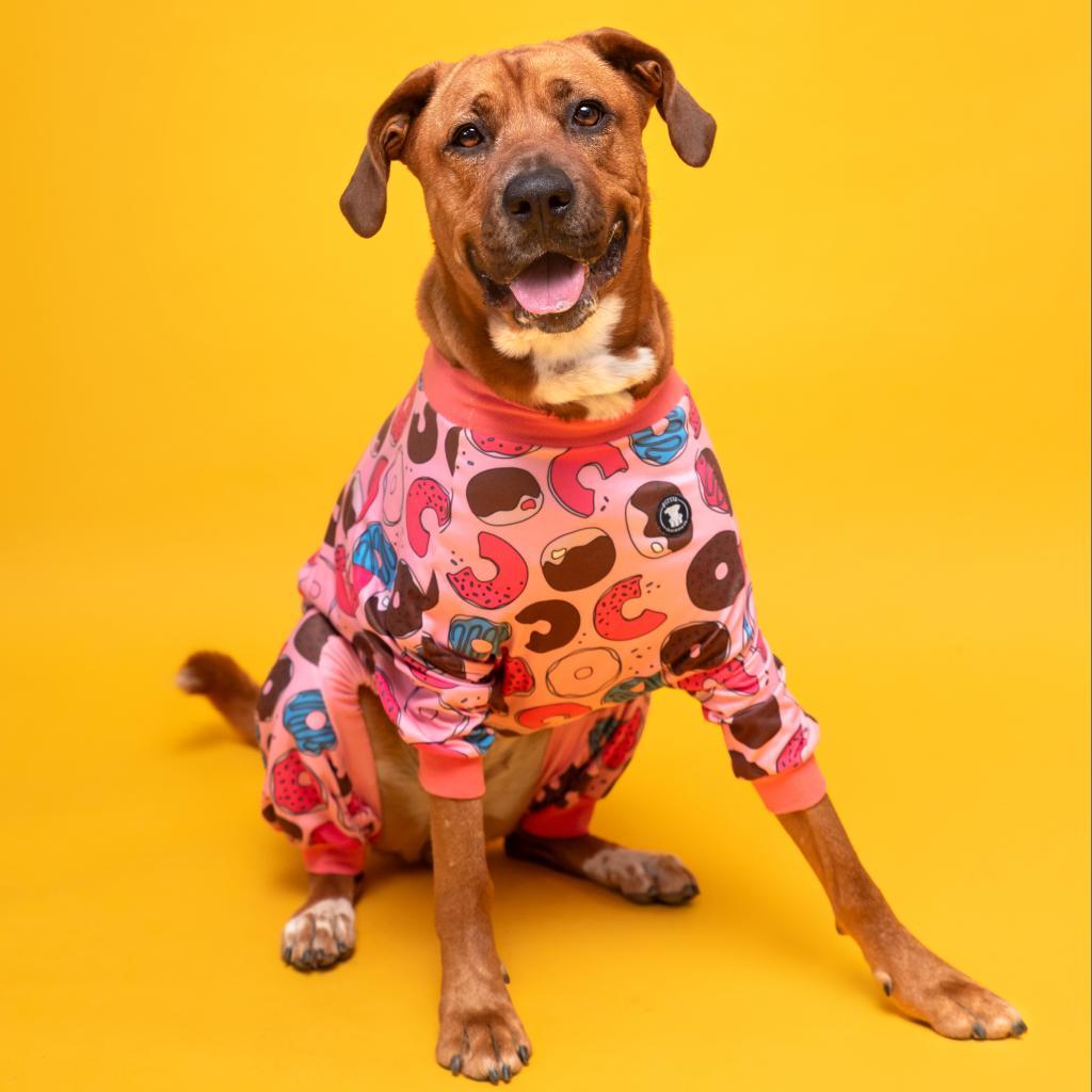 Ginger Spice, an adoptable Mixed Breed in Hampton Bays, NY, 11946 | Photo Image 2