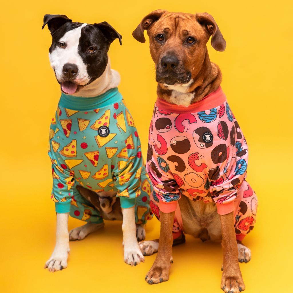 Ginger Spice, an adoptable Mixed Breed in Hampton Bays, NY, 11946 | Photo Image 3