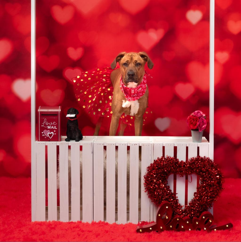 Ginger Spice, an adoptable Mixed Breed in Hampton Bays, NY, 11946 | Photo Image 4