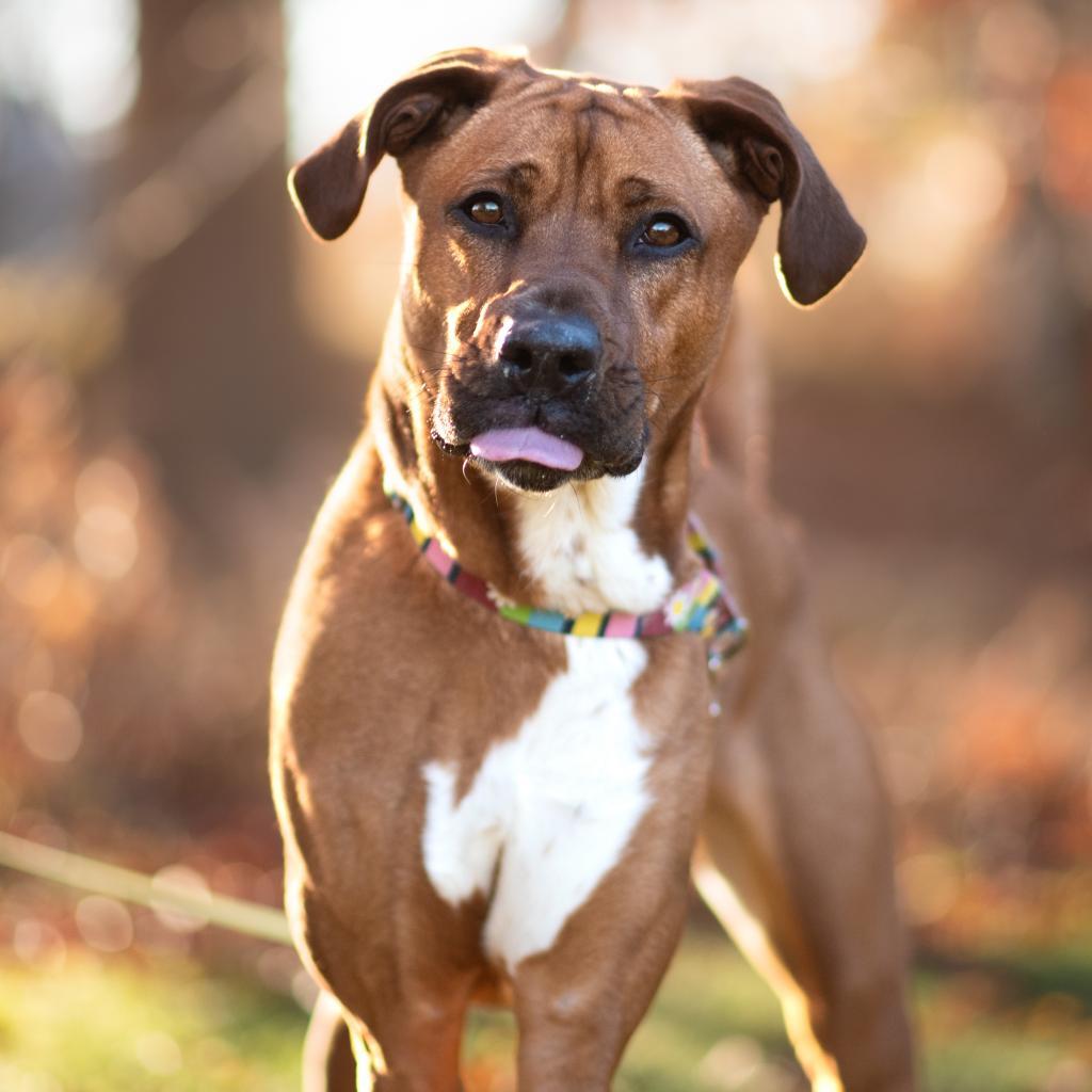 Ginger Spice, an adoptable Mixed Breed in Hampton Bays, NY, 11946 | Photo Image 5