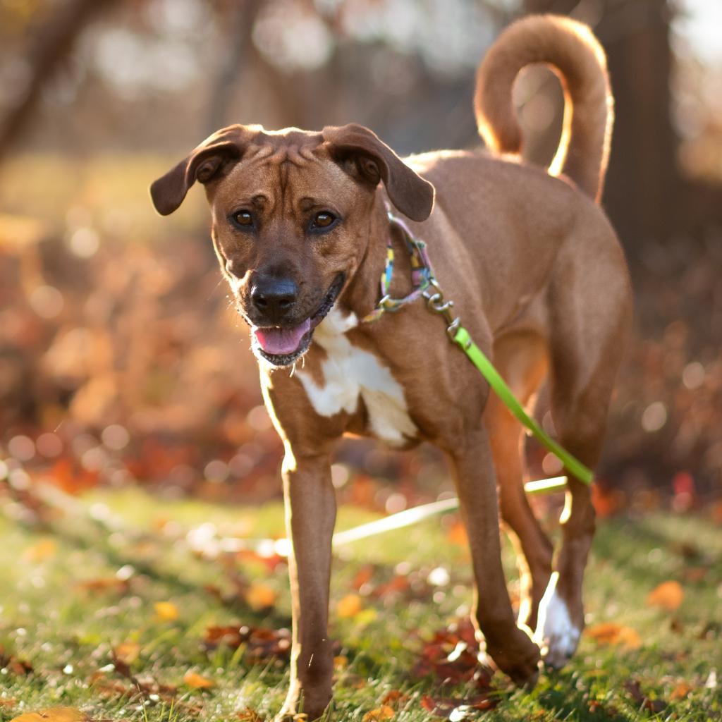 Ginger Spice, an adoptable Mixed Breed in Hampton Bays, NY, 11946 | Photo Image 6