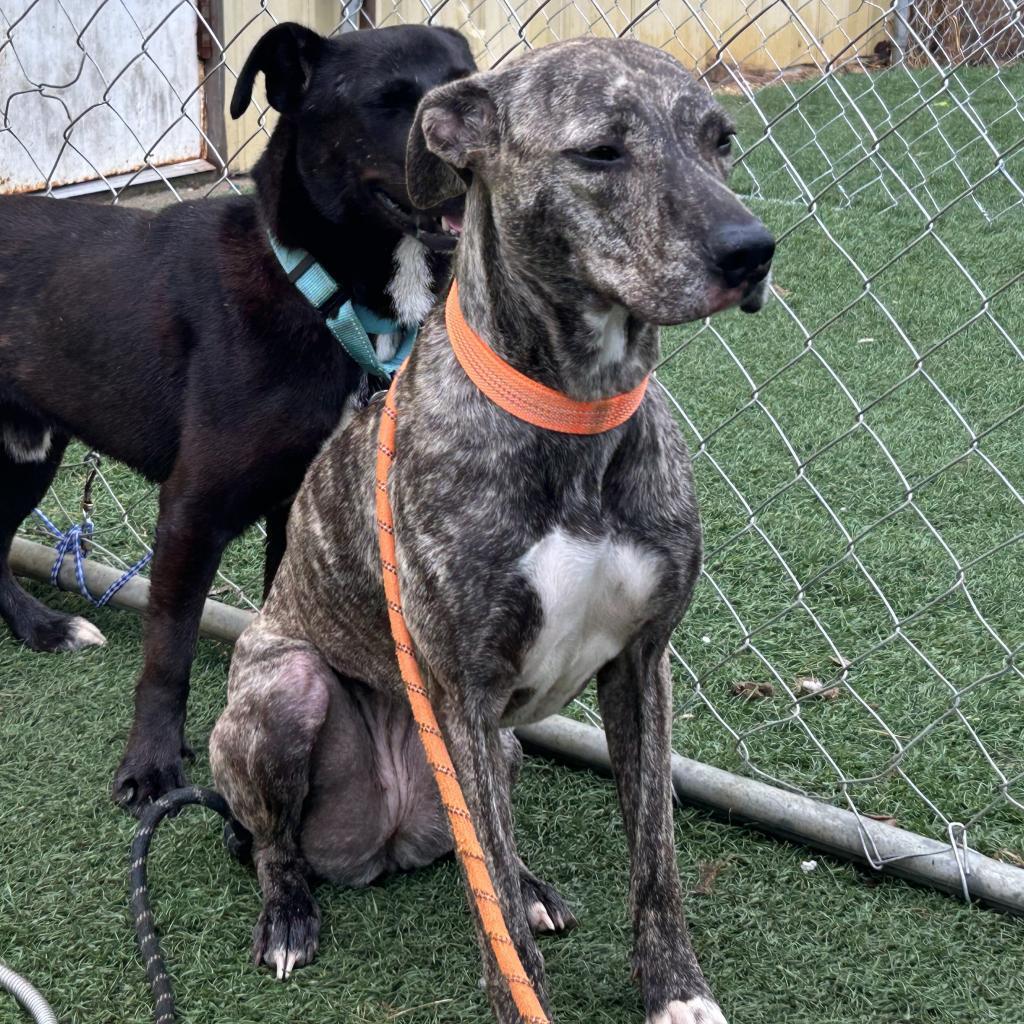 Kami, an adoptable Mixed Breed in Bennettsville, SC, 29512 | Photo Image 1