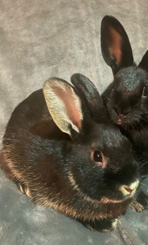 Buttons-Bonded to Bugz Rex Rabbit