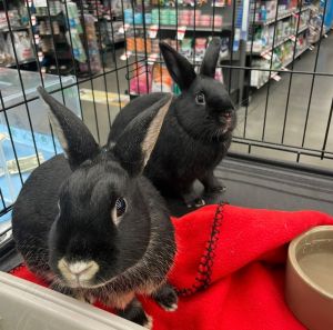 Bugz-Bonded to Buttons Rex Rabbit