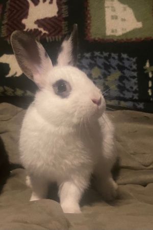 Baby 1-Smudge Hotot Rabbit