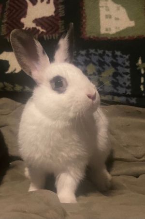 Smudge Hotot Rabbit