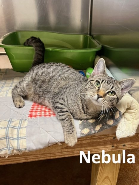 Nebula, an adoptable Tabby, Domestic Short Hair in Mountain View, AR, 72560 | Photo Image 1