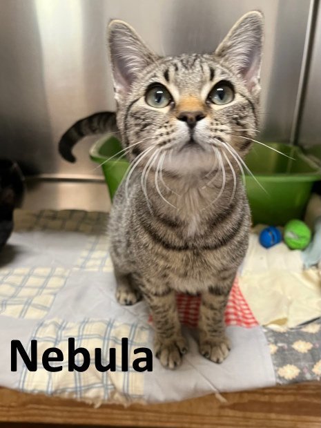 Nebula, an adoptable Tabby, Domestic Short Hair in Mountain View, AR, 72560 | Photo Image 2