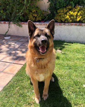 Luna is a shepherd mix shes spayed up to date with all of her shots weighs 85 pounds and is