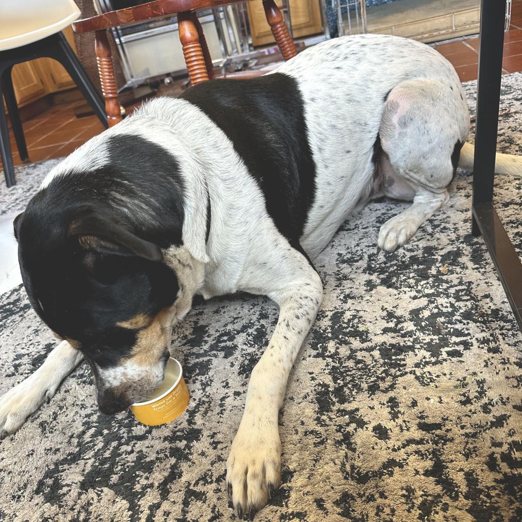 Eiffel, an adoptable Foxhound, Cattle Dog in Austin, TX, 78704 | Photo Image 5
