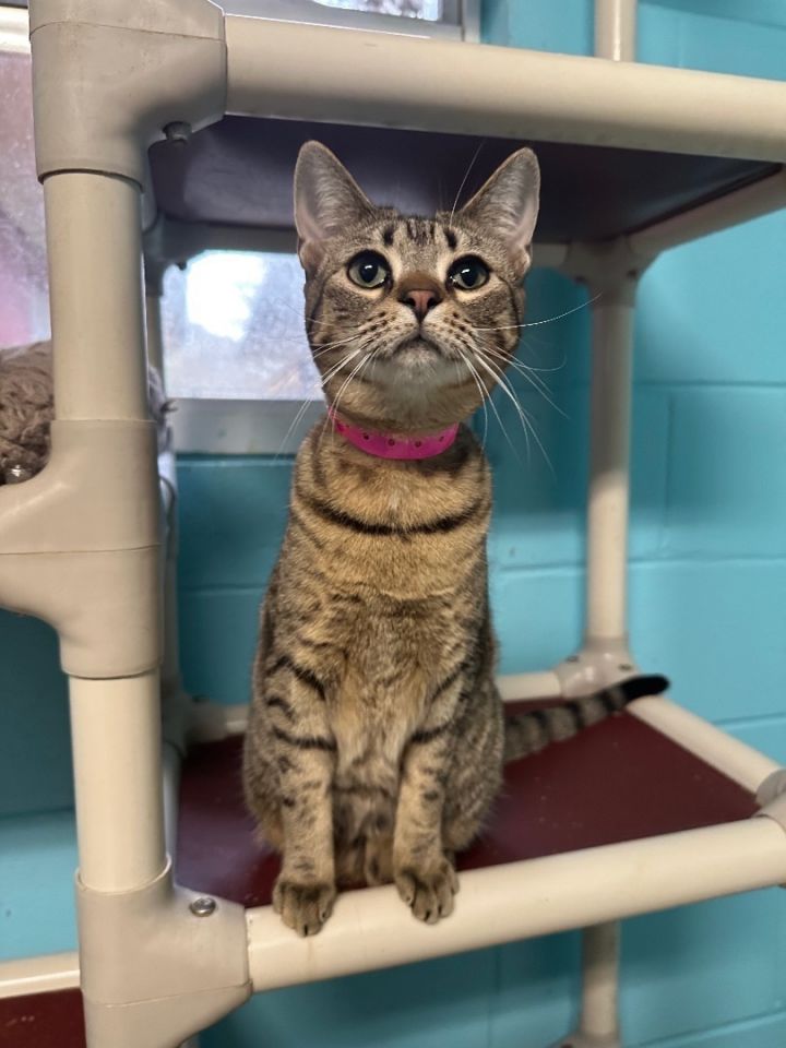 Luna, an adoptable Tabby & Domestic Short Hair Mix in Milledgeville, GA_image-2