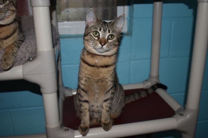 Luna, an adoptable Tabby & Domestic Short Hair Mix in Milledgeville, GA_image-4