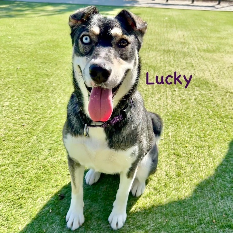 Lucky (Foster to Adopt available)