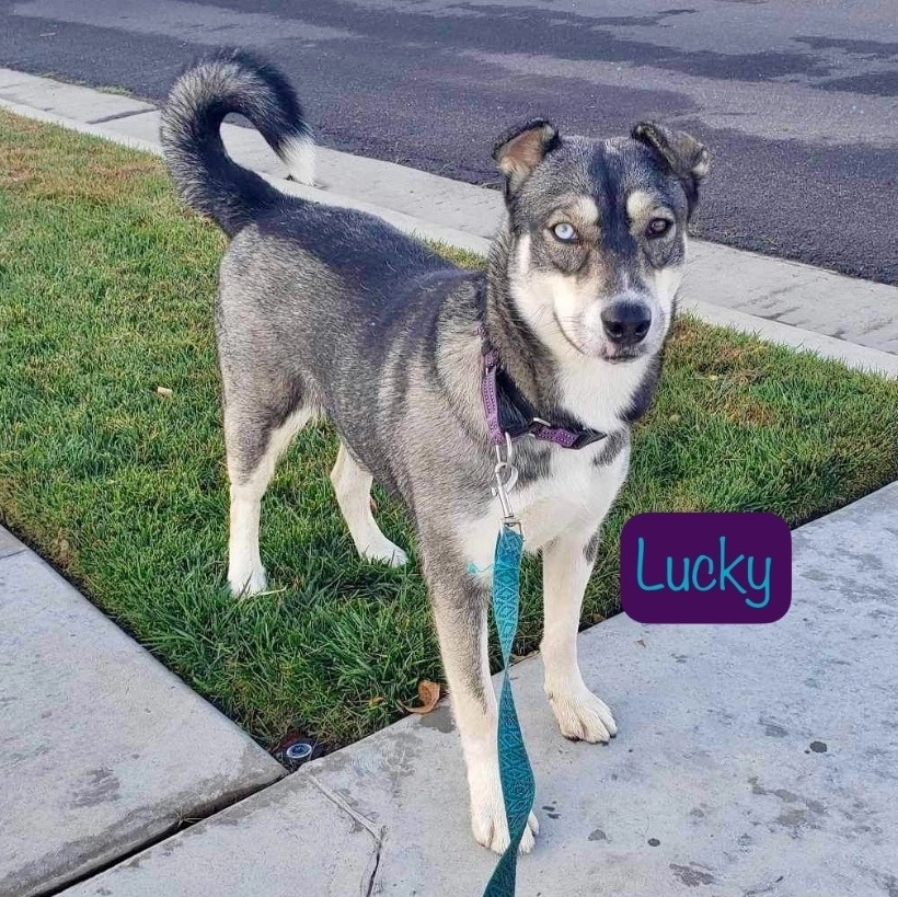Lucky (Foster to Adopt available)