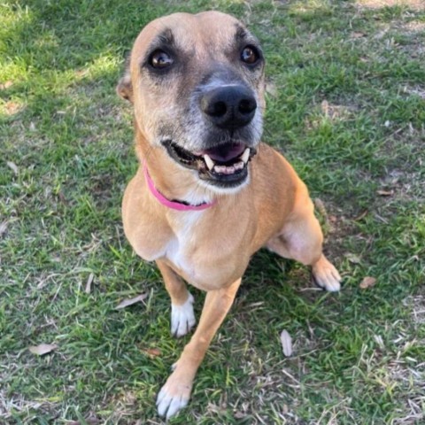 Foxy, an adoptable Shepherd, Mixed Breed in Laredo, TX, 78041 | Photo Image 1