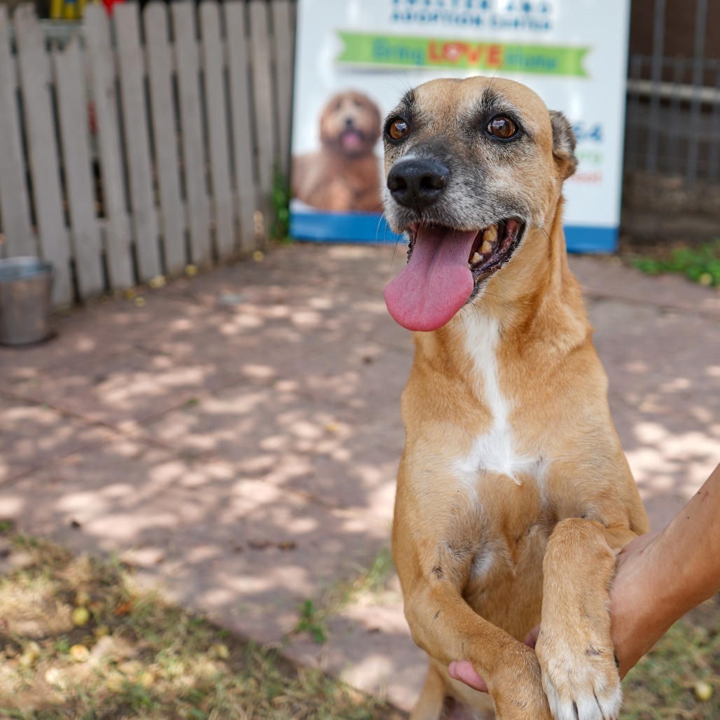 Foxy, an adoptable Shepherd, Mixed Breed in Laredo, TX, 78041 | Photo Image 1