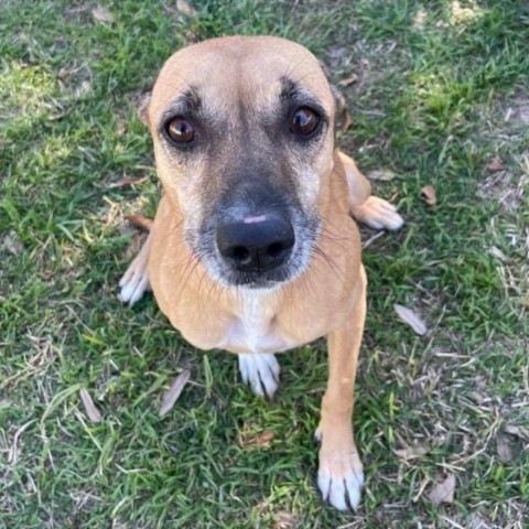 Foxy, an adoptable Shepherd, Mixed Breed in Laredo, TX, 78041 | Photo Image 2