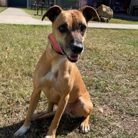 Foxy, an adoptable Shepherd, Mixed Breed in Laredo, TX, 78041 | Photo Image 3