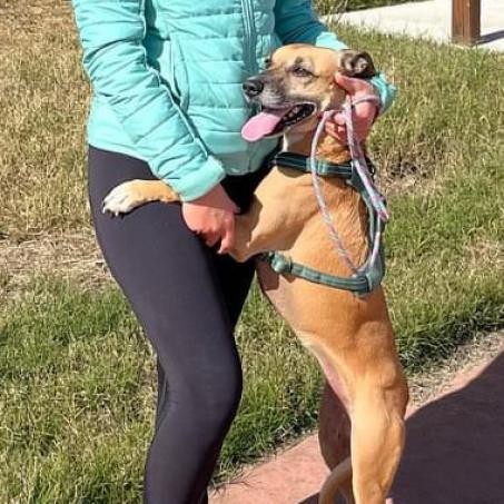 Foxy, an adoptable Shepherd, Mixed Breed in Laredo, TX, 78041 | Photo Image 5