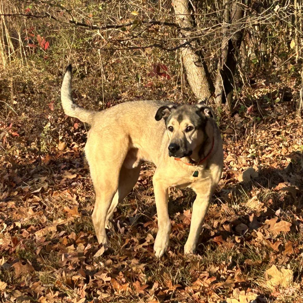 Buckley, an adoptable German Shepherd Dog in DAYTON, TN, 37321 | Photo Image 1