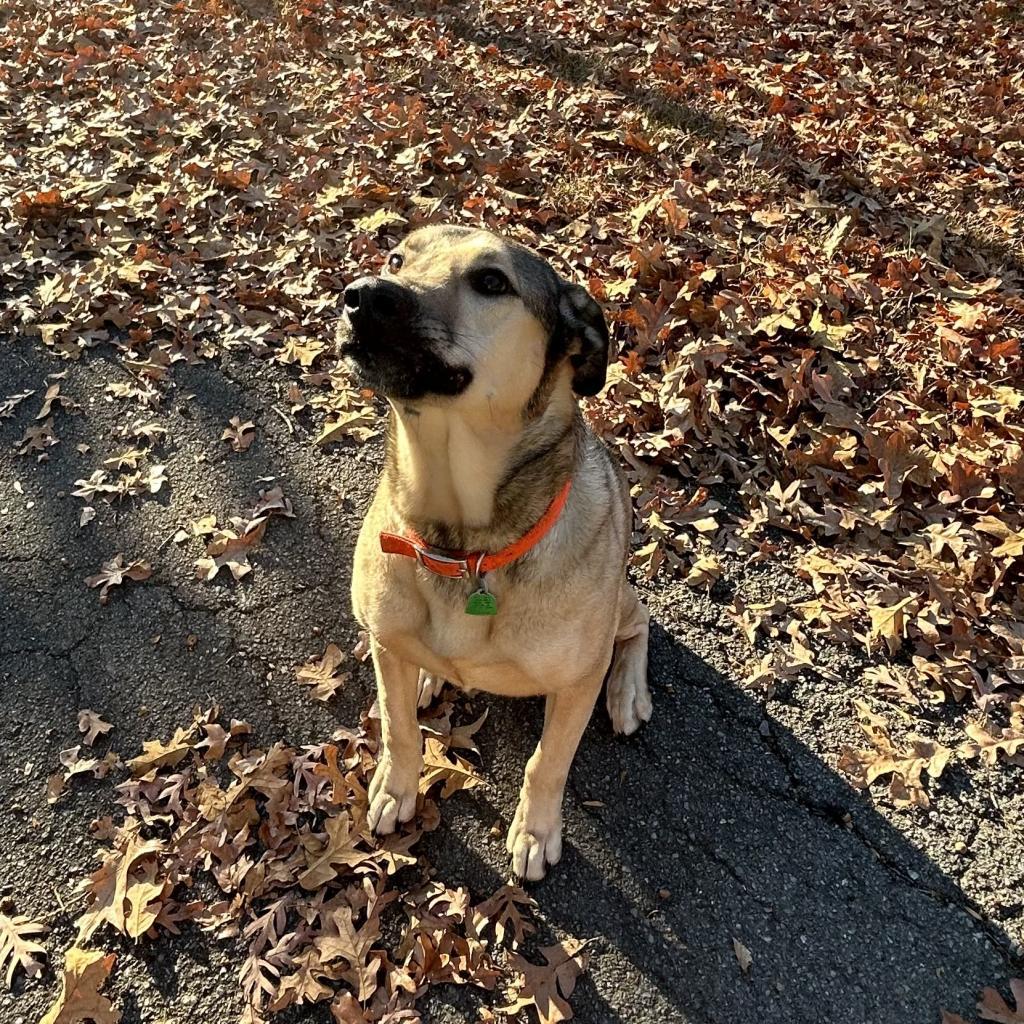 Buckley, an adoptable German Shepherd Dog in DAYTON, TN, 37321 | Photo Image 2