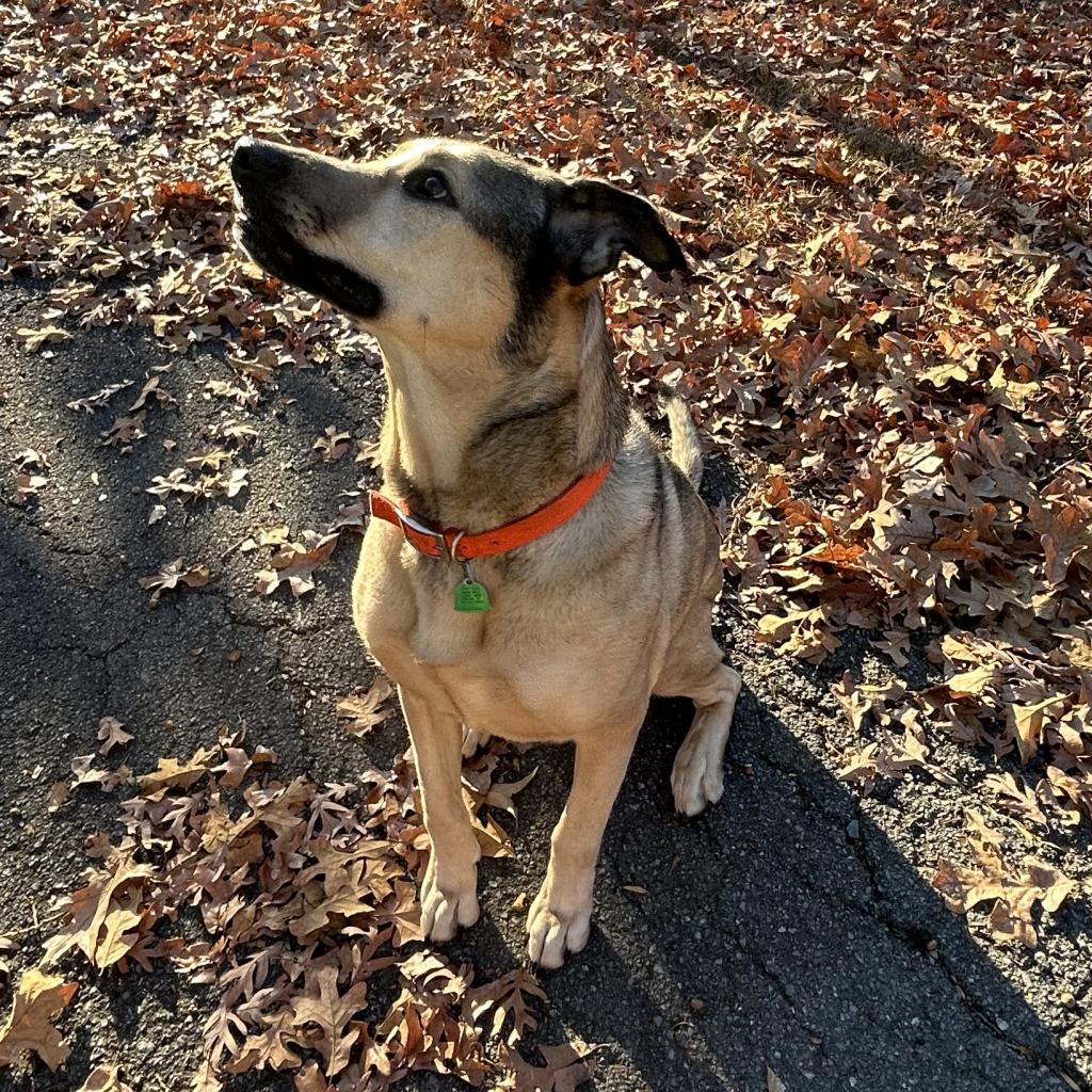 Buckley, an adoptable German Shepherd Dog in DAYTON, TN, 37321 | Photo Image 3