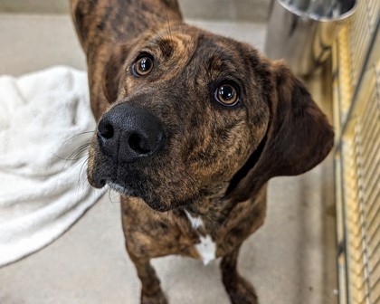 Dog for adoption - Boone, a Hound Mix in Virginia Beach, VA | Petfinder