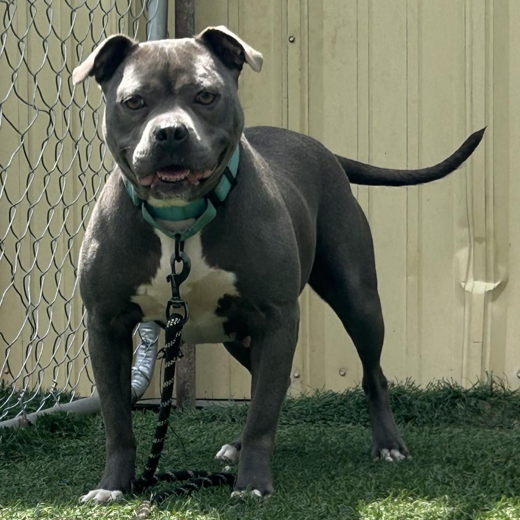Nala Grove, an adoptable Mixed Breed in Bennettsville, SC, 29512 | Photo Image 1
